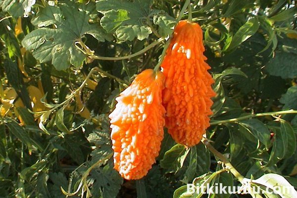 kudret narı nedir 